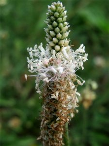 Mittlerer Wegerich (Plantago media) in Heidelberg