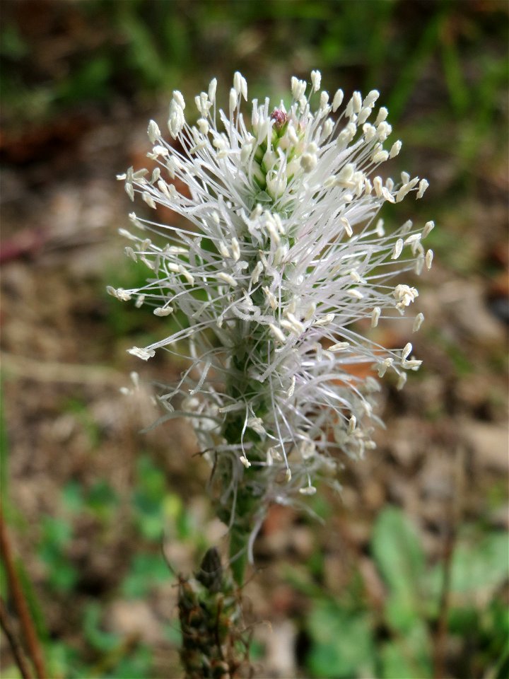 Mittlerer Wegerich (Plantago media) in Schalkenmehren