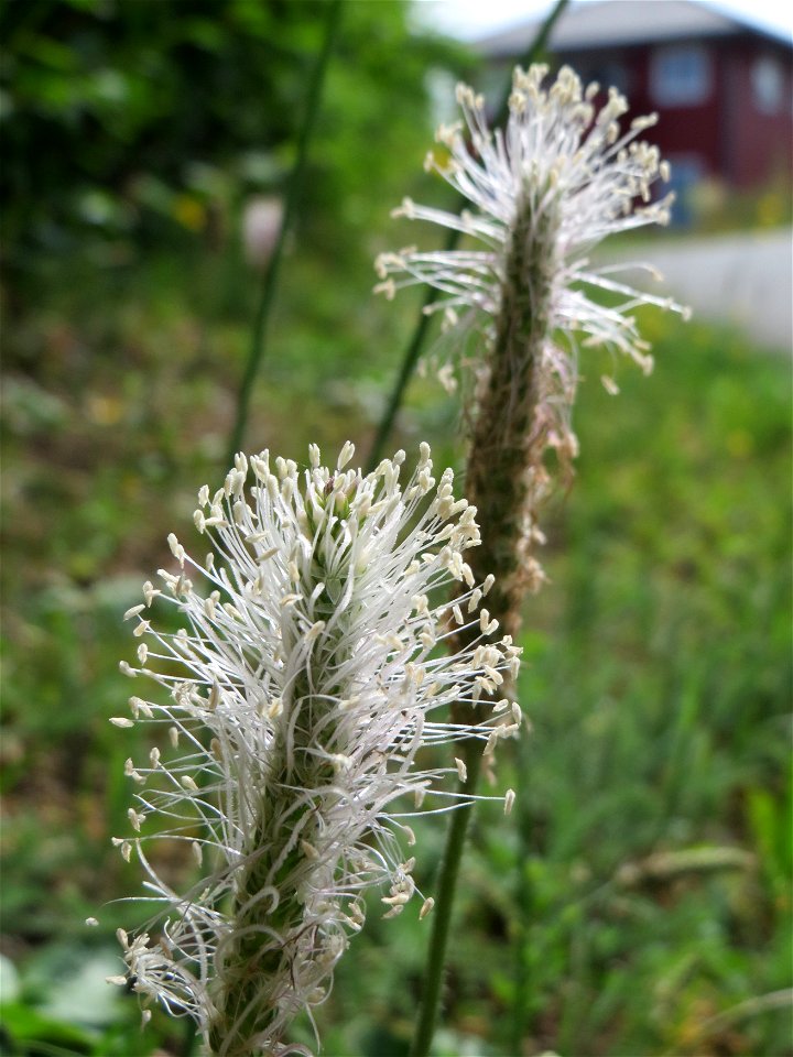 Mittlerer Wegerich (Plantago media) in Schalkenmehren