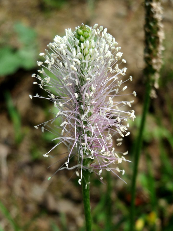 Mittlerer Wegerich (Plantago media) in Schalkenmehren