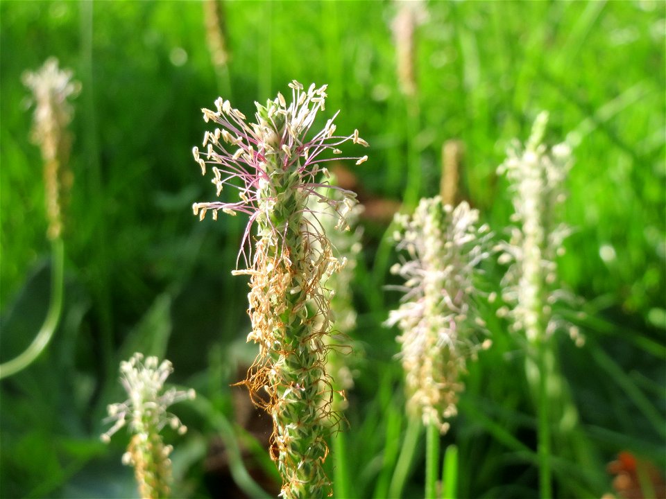 Mittlerer Wegerich (Plantago media) an der Saar in Saarbrücken