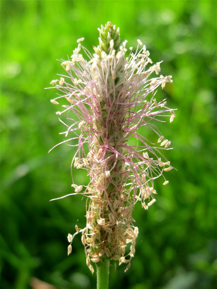 Mittlerer Wegerich (Plantago media) an der Saar in Saarbrücken