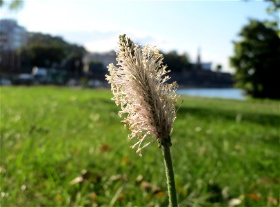 Mittlerer Wegerich (Plantago media) an der Saar in Saarbrücken