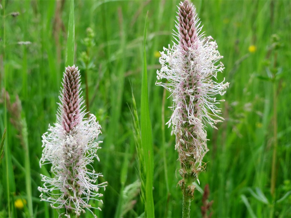 Mittlerer Wegerich (Plantago media) im Naturschutzgebiet „Karl-Ludwig-See“ im Landschaftsschutzgebiet „Hockenheimer Rheinbogen“