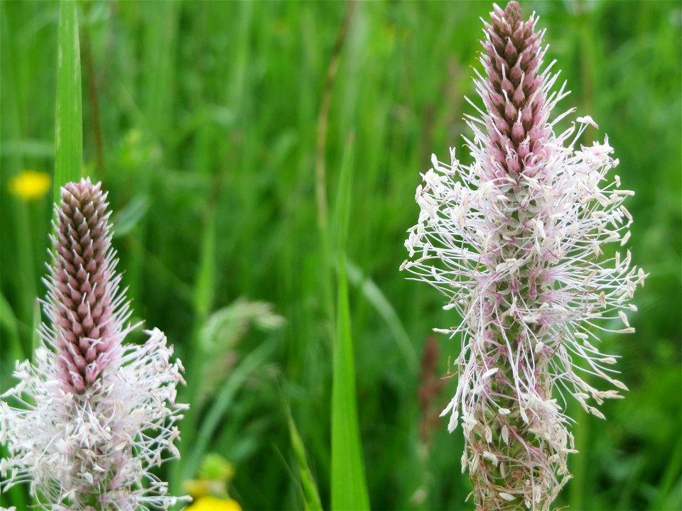 Mittlerer Wegerich (Plantago media) im Naturschutzgebiet „Karl-Ludwig-See“ im Landschaftsschutzgebiet „Hockenheimer Rheinbogen“