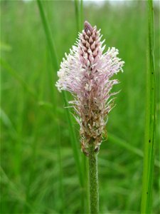 Mittlerer Wegerich (Plantago media) im Naturschutzgebiet „Karl-Ludwig-See“ im Landschaftsschutzgebiet „Hockenheimer Rheinbogen“