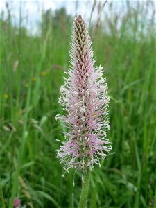 Mittlerer Wegerich (Plantago media) im Naturschutzgebiet „Karl-Ludwig-See“ im Landschaftsschutzgebiet „Hockenheimer Rheinbogen“