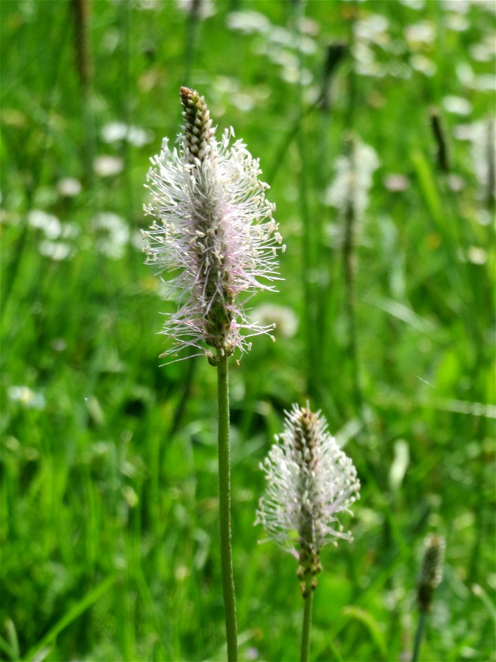 Mittlerer Wegerich (Plantago media) am Staden in Saarbrücken
