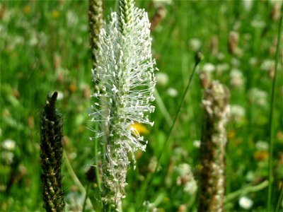 Mittlerer Wegerich (Plantago media) im Neuenheimer Feld in Heidelberg