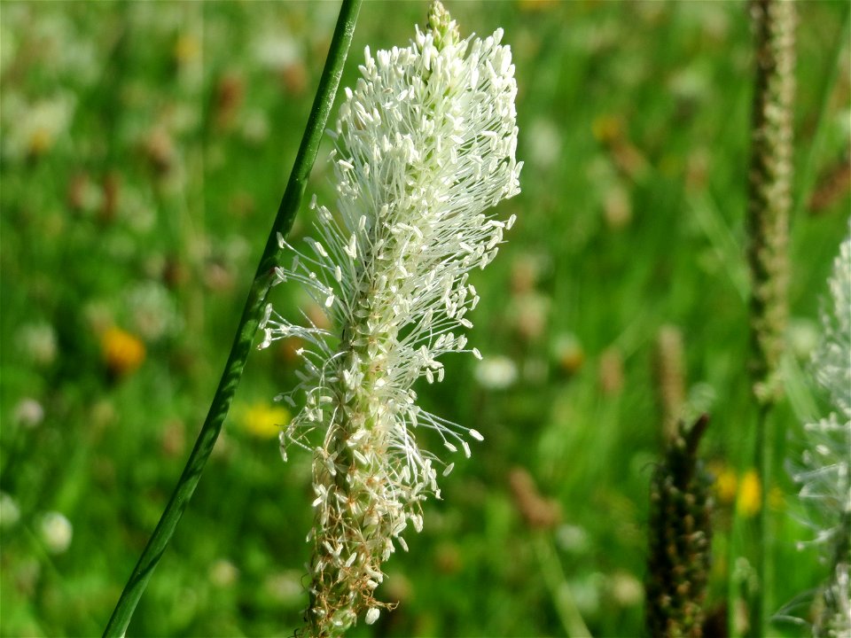 Mittlerer Wegerich (Plantago media) im Neuenheimer Feld in Heidelberg