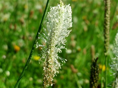 Mittlerer Wegerich (Plantago media) im Neuenheimer Feld in Heidelberg