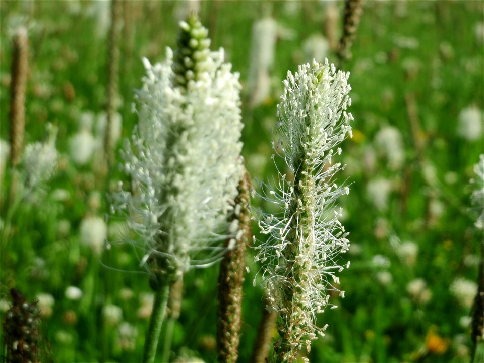 Mittlerer Wegerich (Plantago media) im Neuenheimer Feld in Heidelberg