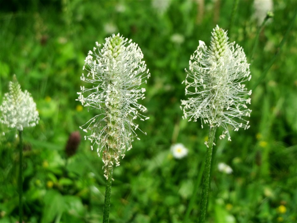 Mittlerer Wegerich (Plantago media) im Neuenheimer Feld in Heidelberg