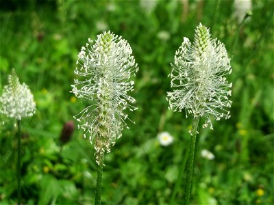 Mittlerer Wegerich (Plantago media) im Neuenheimer Feld in Heidelberg