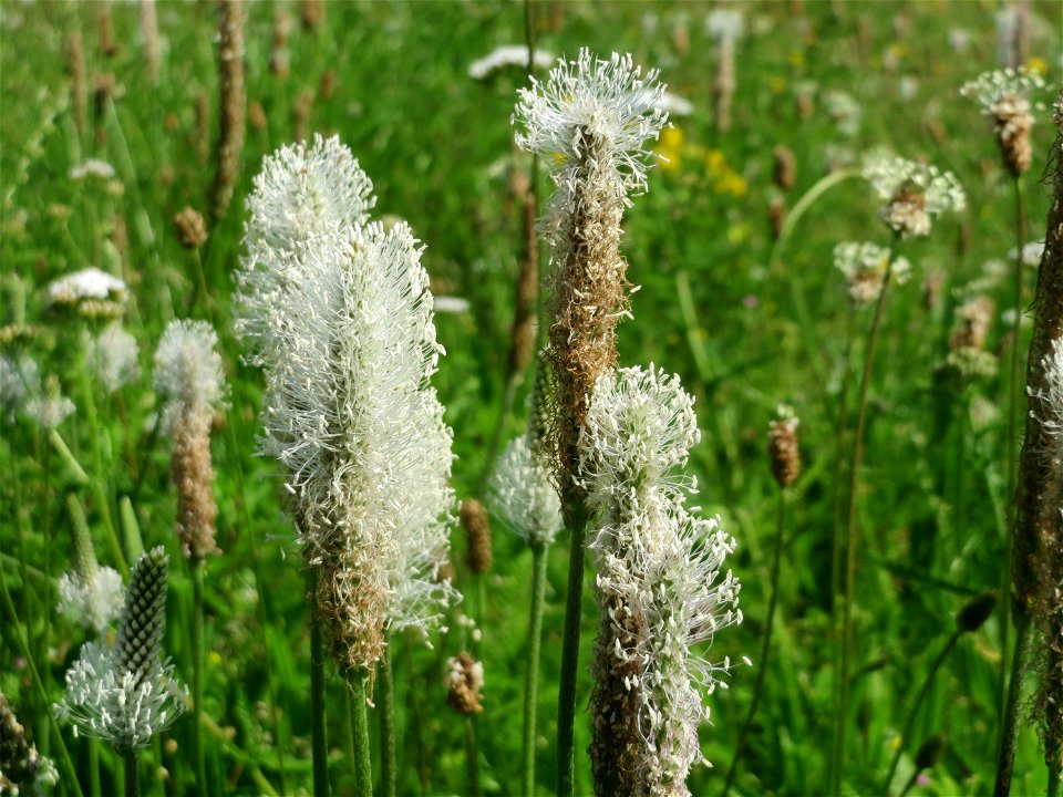 Mittlerer Wegerich (Plantago media) im Neuenheimer Feld in Heidelberg