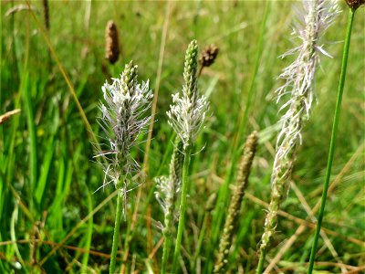 Mittlerer Wegerich (Plantago media) bei Nußloch