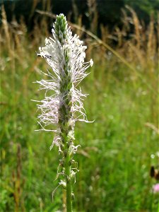 Mittlerer Wegerich (Plantago media) bei Nußloch