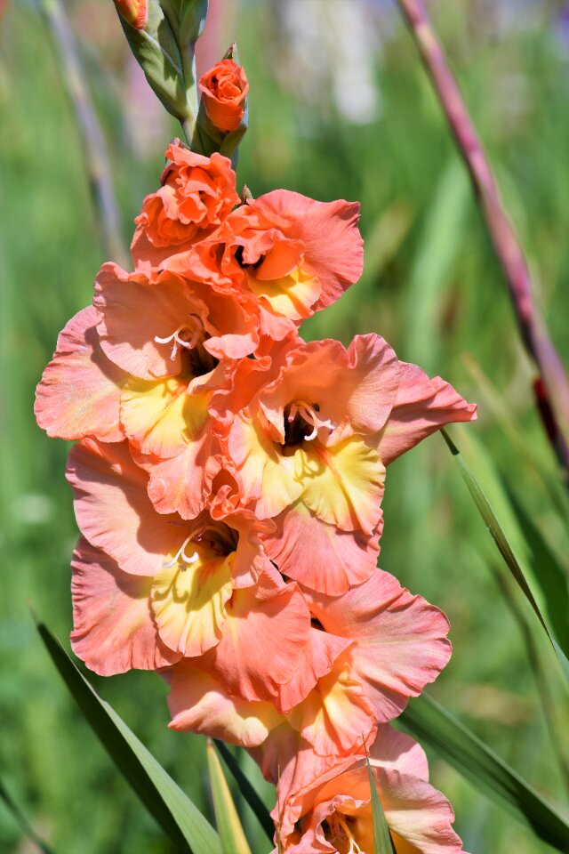 Sword flower blossom bloom
