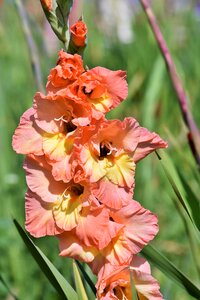 Sword flower blossom bloom
