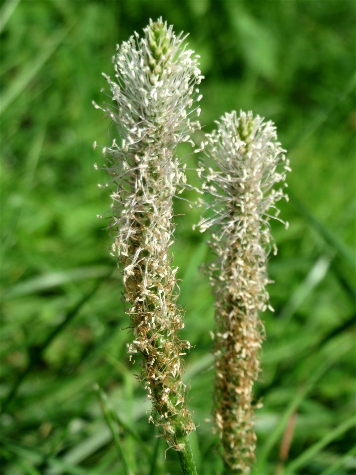 Mittlerer Wegerich (Plantago media) am Staden in Saarbrücken