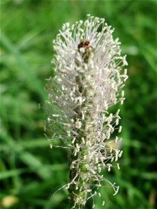 Mittlerer Wegerich (Plantago media) am Staden in Saarbrücken