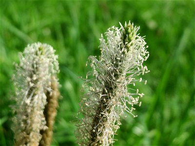 Mittlerer Wegerich (Plantago media) am Staden in Saarbrücken