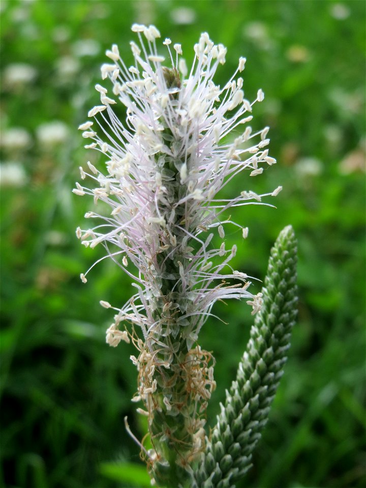 Mittlerer Wegerich (Plantago media) im Landesgartenschaupark Hockenheim