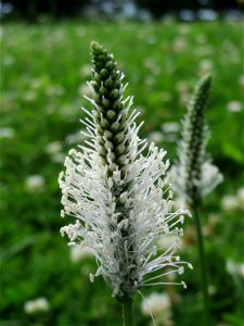 Mittlerer Wegerich (Plantago media) im Landesgartenschaupark Hockenheim