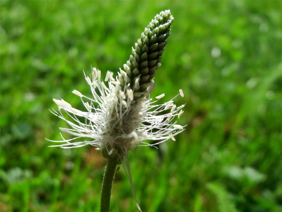Mittlerer Wegerich (Plantago media) am Staden in Saarbrücken