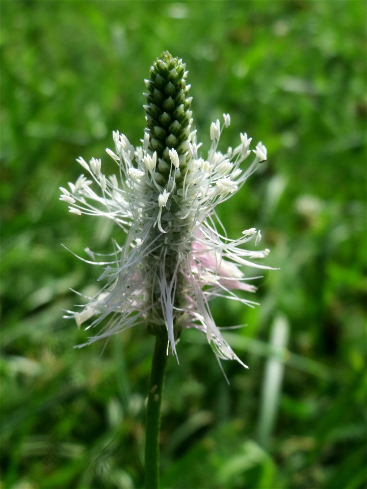 Mittlerer Wegerich (Plantago media) am Staden in Saarbrücken