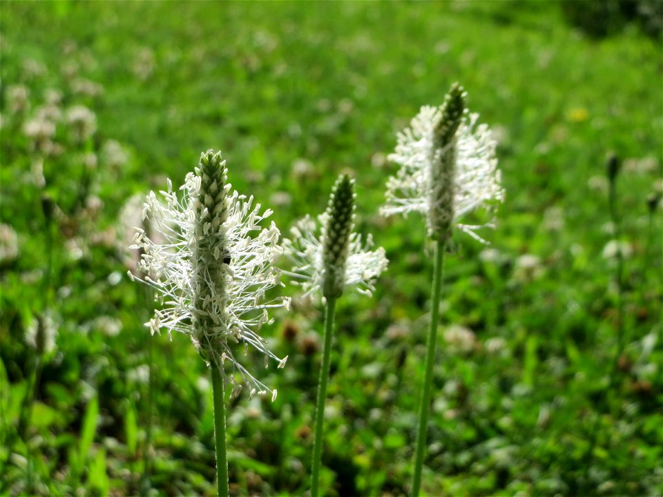 Mittlerer Wegerich (Plantago media) am Staden in Saarbrücken