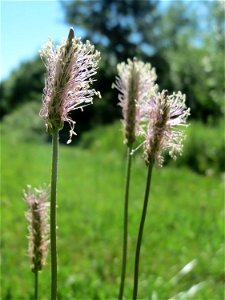 Mittlerer Wegerich (Plantago media) am Staden in Saarbrücken