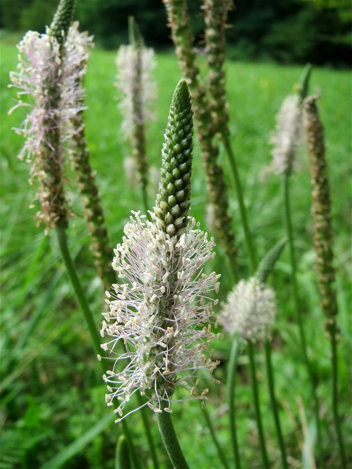 Mittlerer Wegerich (Plantago media) bei Nußloch