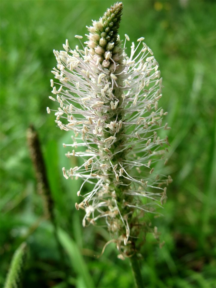 Mittlerer Wegerich (Plantago media) bei Nußloch
