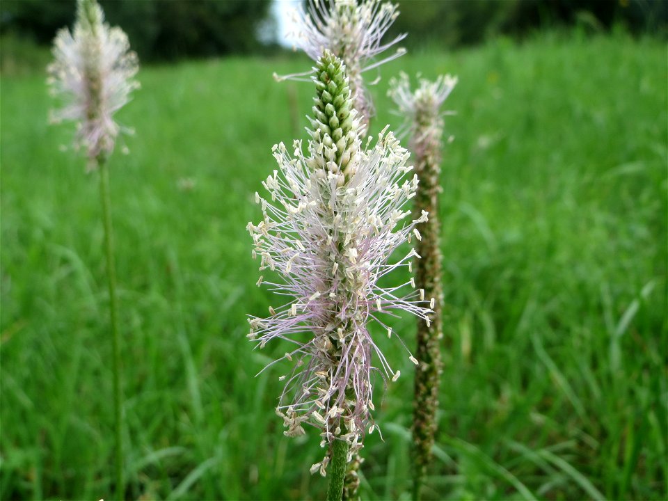 Mittlerer Wegerich (Plantago media) bei Nußloch