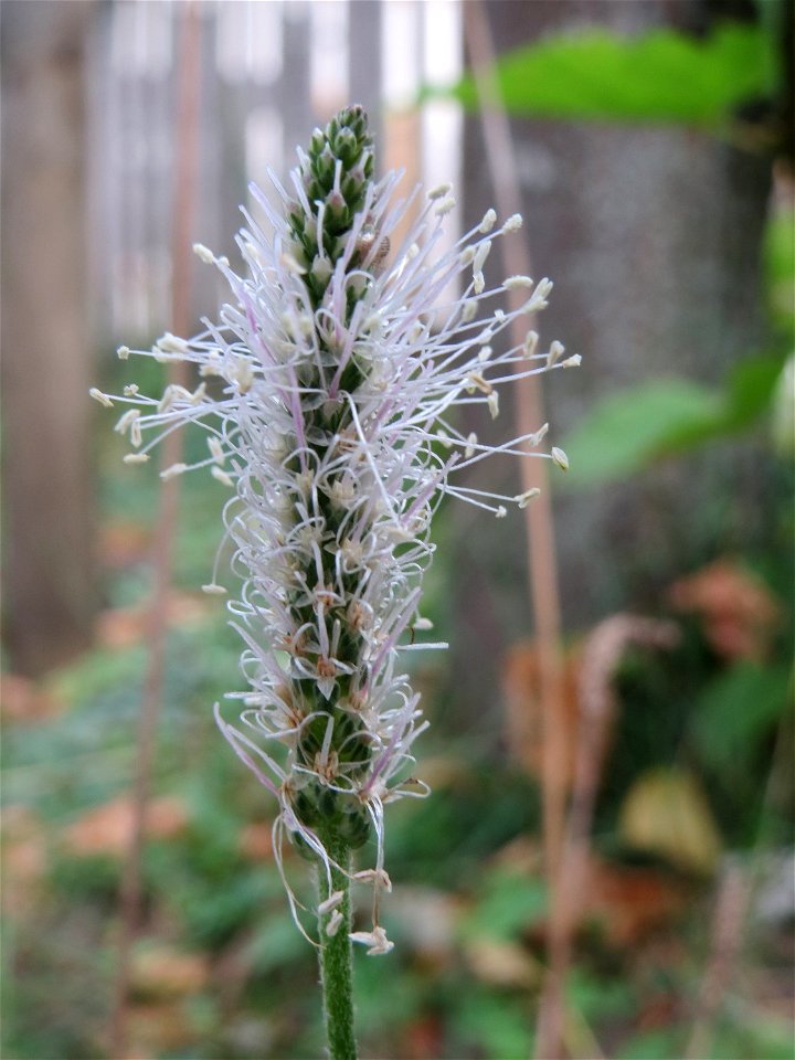 Mittlerer Wegerich (Plantago media) in Schwetzingen