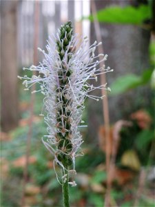 Mittlerer Wegerich (Plantago media) in Schwetzingen