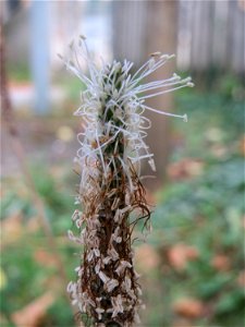 Mittlerer Wegerich (Plantago media) in Schwetzingen