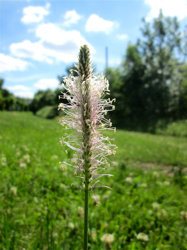 Mittlerer Wegerich (Plantago media) am Staden in Saarbrücken