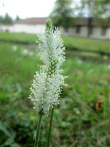 Mittlerer Wegerich (Plantago media) am Zähringer Kanal in Schwetzingen