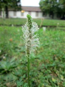 Mittlerer Wegerich (Plantago media) am Zähringer Kanal in Schwetzingen