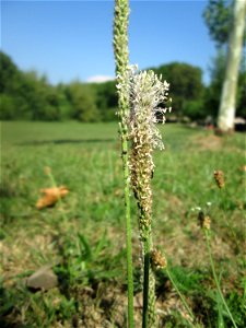 Mittlerer Wegerich (Plantago media) am Staden in Saarbrücken