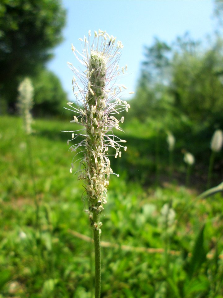 Mittlerer Wegerich (Plantago media) am Staden in Saarbrücken
