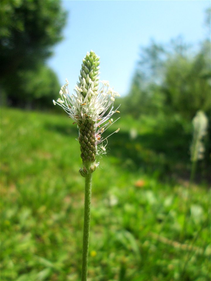 Mittlerer Wegerich (Plantago media) am Staden in Saarbrücken