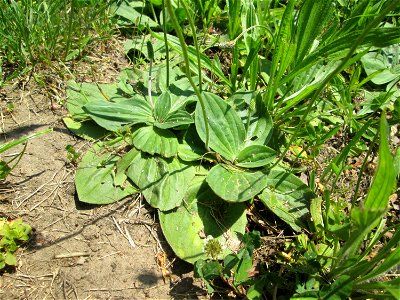 Mittlerer Wegerich (Plantago media) am Staden in Saarbrücken