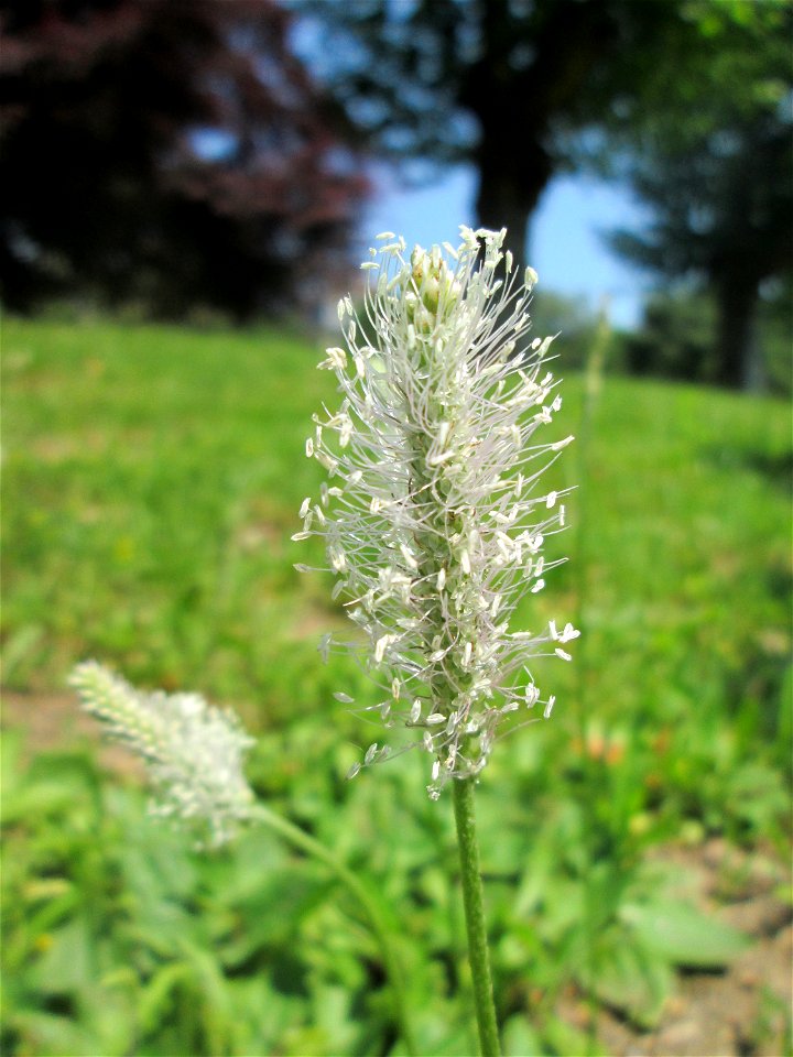 Mittlerer Wegerich (Plantago media) am Staden in Saarbrücken