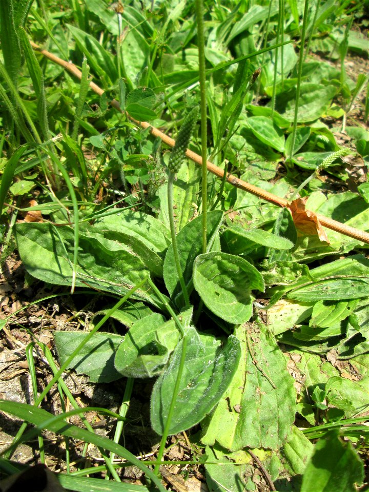 Mittlerer Wegerich (Plantago media) am Staden in Saarbrücken