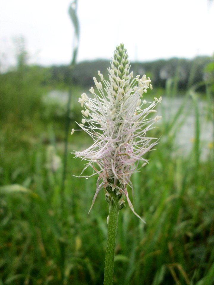 Mittlerer Wegerich (Plantago media) am Rheinufer im Naturschutzgebiet „Ketscher Rheininsel“