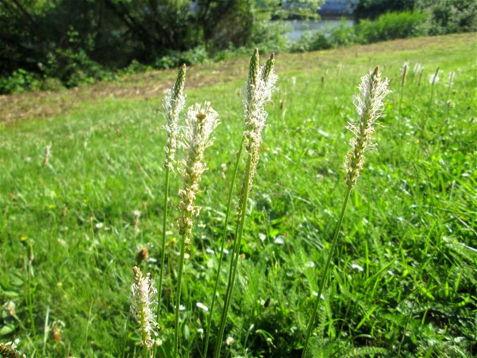 Mittlerer oder Weide-Wegerich (Plantago media) an der Saar in Saarbrücken