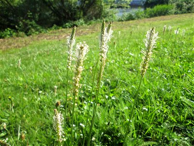 Mittlerer oder Weide-Wegerich (Plantago media) an der Saar in Saarbrücken